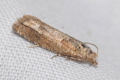 Pelochrista subtiliana