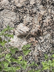 Uta stansburiana elegans