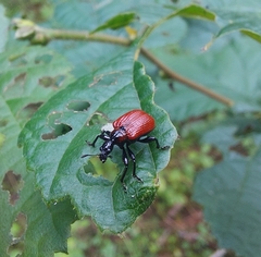 Apoderus coryli