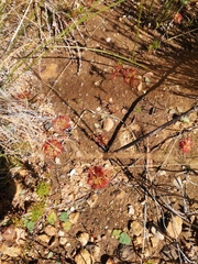 Drosera trinervia