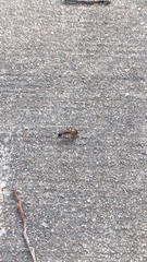 Camponotus americanus