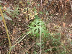 Aconitum barbatum