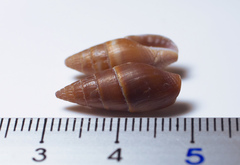 Mitrella impolita