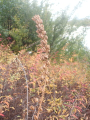 Aconitum barbatum