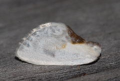Cilix glaucata