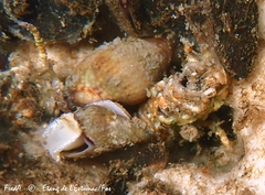 Tritia corniculum