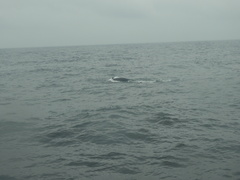 Megaptera novaeangliae