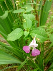 Impatiens balfourii