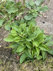 Plantago major