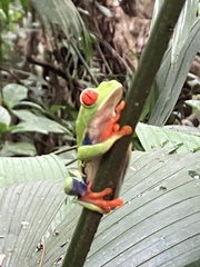 Agalychnis callidryas