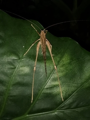 Mecopoda elongata