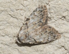 Meganola strigula