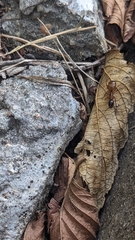 Camponotus americanus