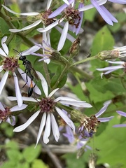 Ammophila
