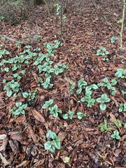 Lamium galeobdolon argentatum