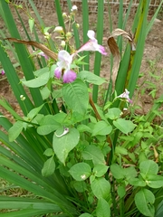 Impatiens balfourii