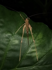Mecopoda elongata