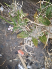 Epilobium ciliatum
