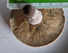 Lactarius barrowsii
