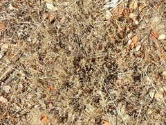 Santolina rosmarinifolia