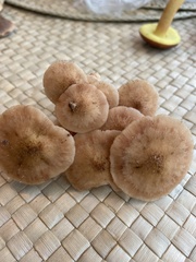 Armillaria mellea