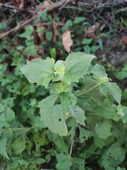 Sigesbeckia orientalis