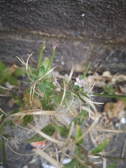 Epilobium ciliatum