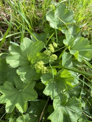 Alchemilla vulgaris