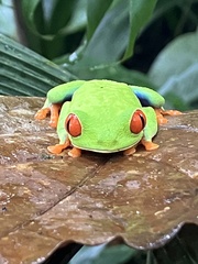 Agalychnis callidryas