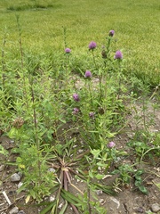 Trifolium pratense