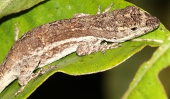 Anolis cusuco