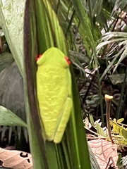 Agalychnis callidryas