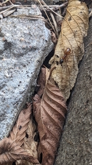 Camponotus americanus