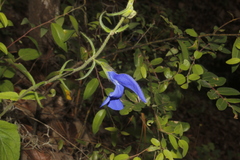 Salvia patens
