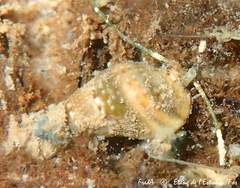 Tritia corniculum