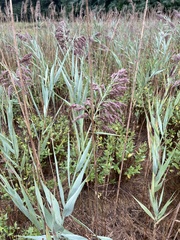 Phragmites
