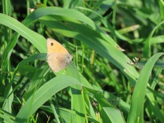 Coenonympha