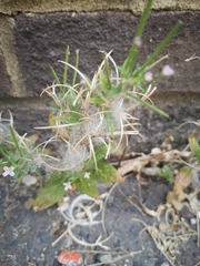 Epilobium ciliatum