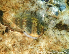 Tritia corniculum