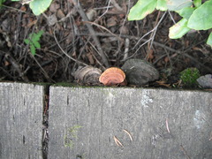 Gloeophyllum sepiarium