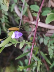 Torenia asiatica