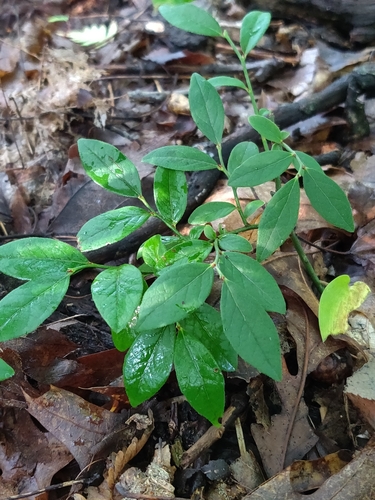 Vaccinium angustifolium