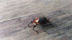 Eucryptorrhynchus scrobiculatus