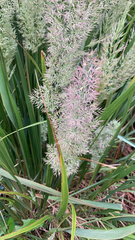 Calamagrostis epigejos