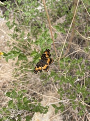 Chlosyne californica