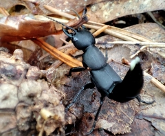 Ocypus olens