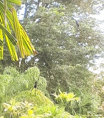 Trichonephila inaurata