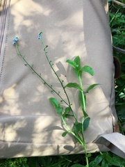 Myosotis secunda