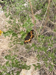 Chlosyne californica
