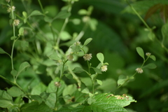 Alternanthera ficoidea